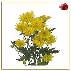 Margarida