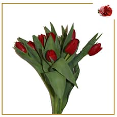 Tulipas