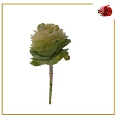 Brassica