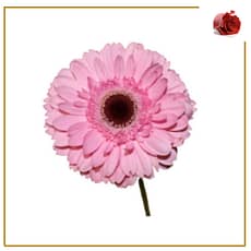 Gerbera