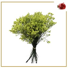 limonium
