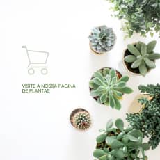Plantas